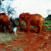 1980 Kenya Safari Elephants